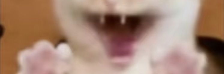 wn banner