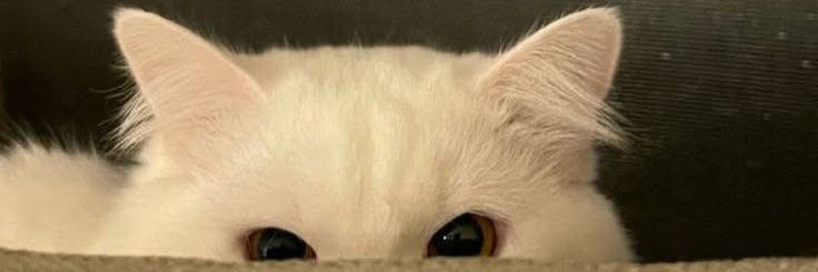 🐶 banner