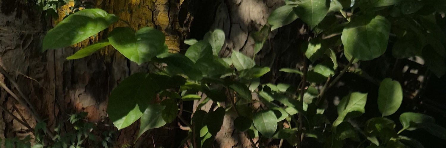 U+004E banner