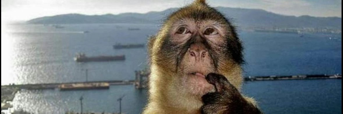 Goodie🐻⬇️〽️ banner