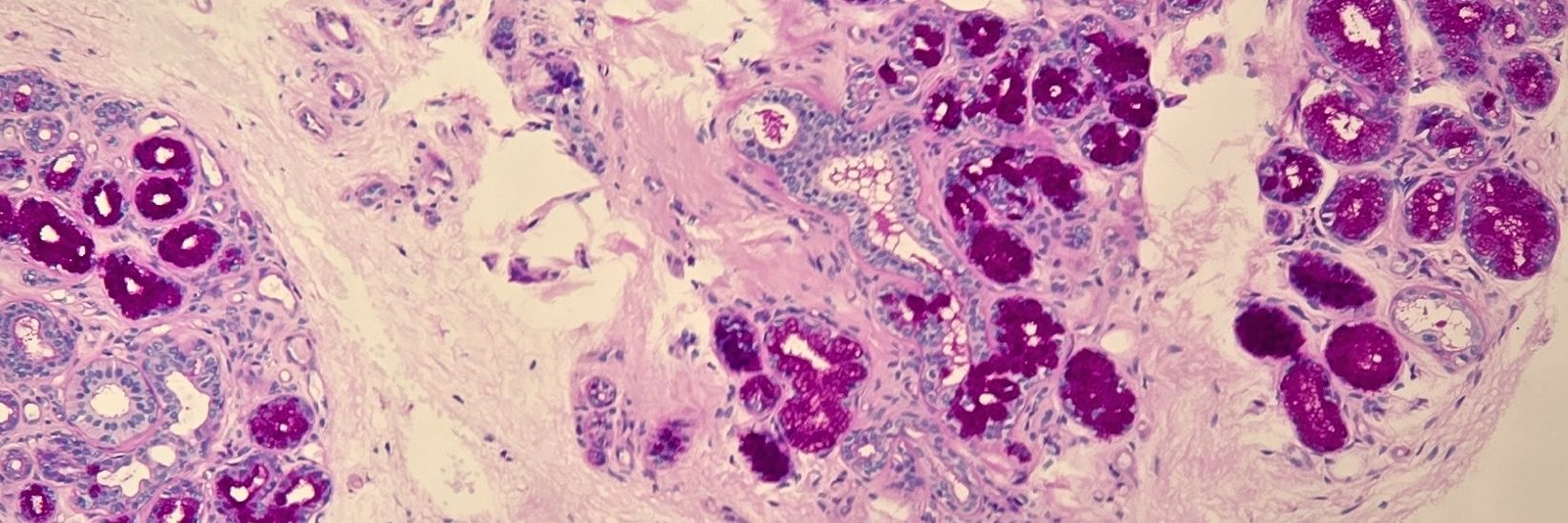 Behnas Malek F.Z banner