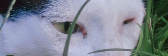 IBooer's profile banner image