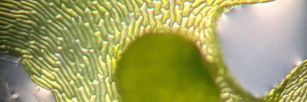 eggmaharrison Profile Banner