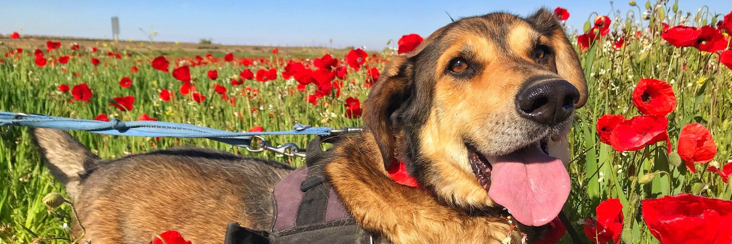 Refugio Animalea - Villamalea banner