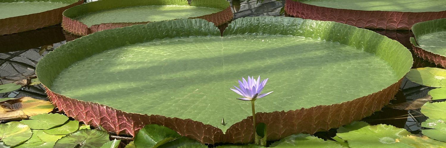 mirumarimo's profile banner image