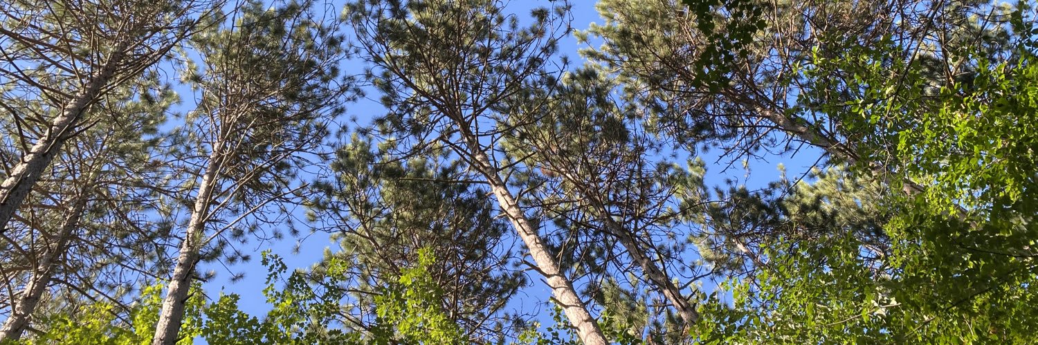 Ky & co 🍉🌻 banner