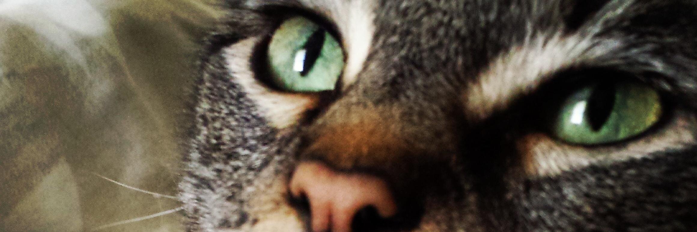 leslieolive's profile banner image