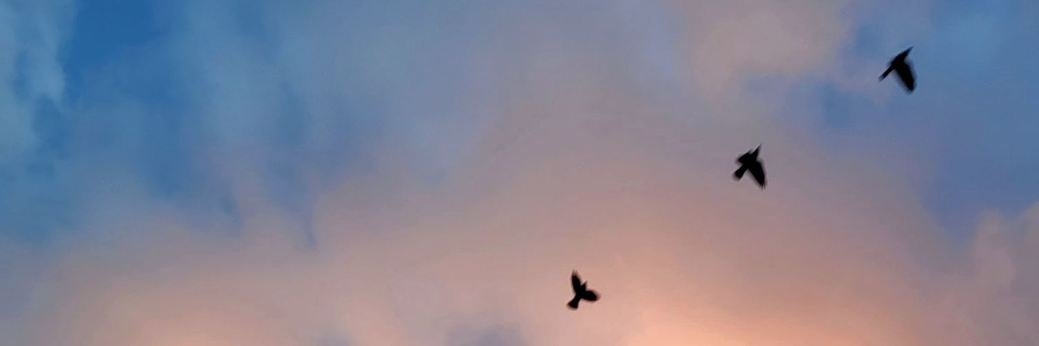 lotuscaper's profile banner image