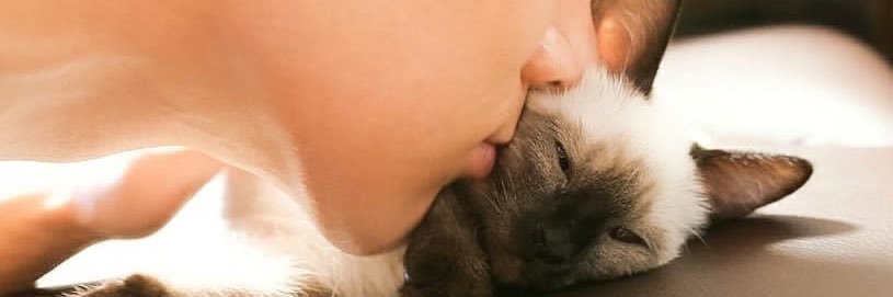 𝘴𝘸𝘪𝘧𝘵 ❀ banner
