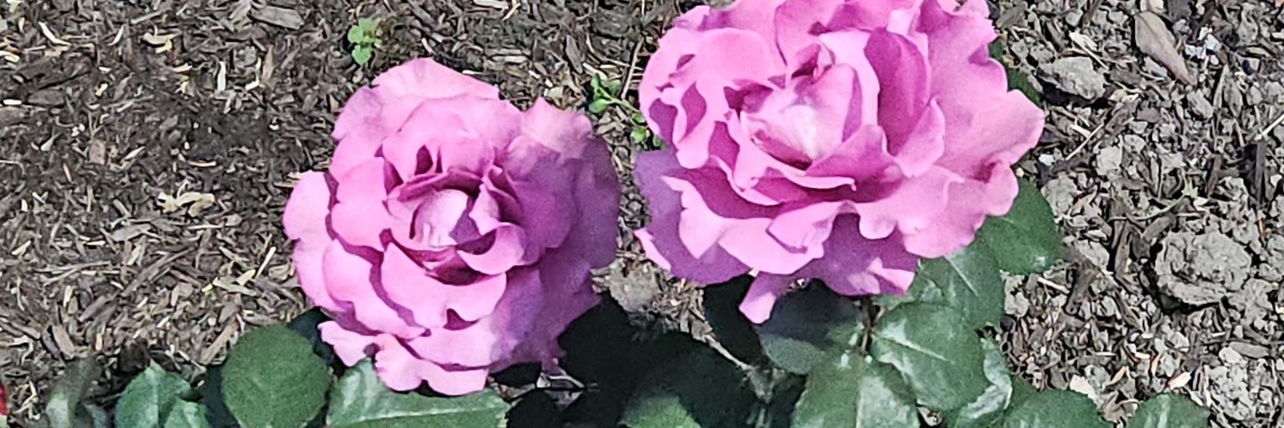oshn13's profile banner image
