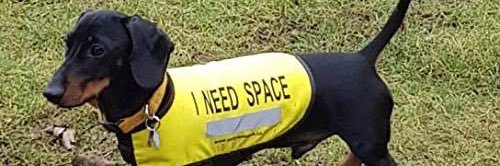 mini pooch 🐾 banner