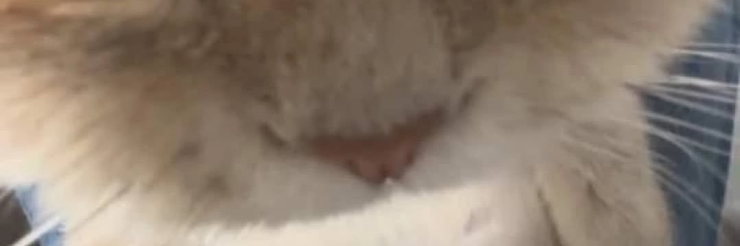 march cms.open! banner