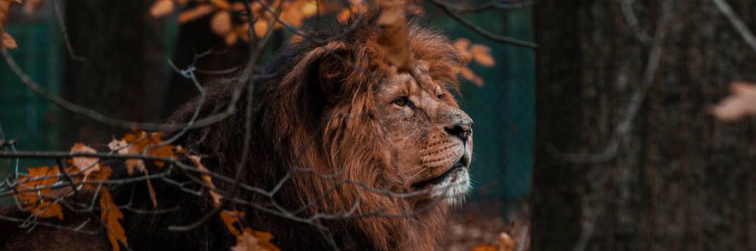 aslan05Ferdi's profile banner image