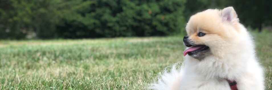 jiheayoo's profile banner image