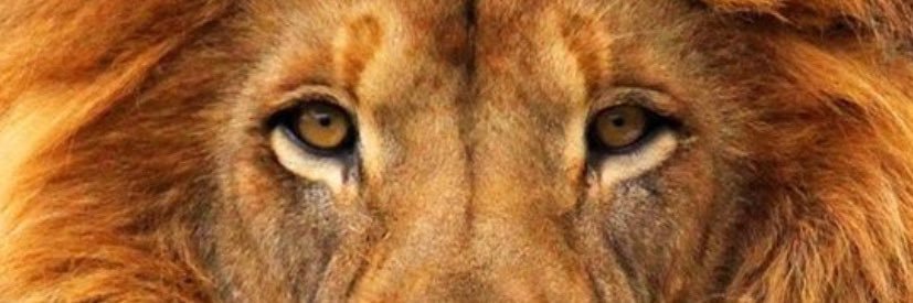 Luis E Del Pino Mago banner