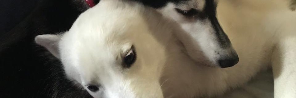 THfigli's profile banner image