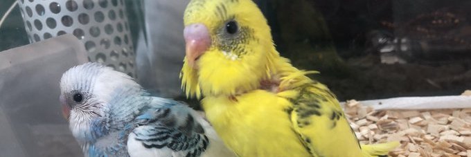 咲良春吉@『ただの門番 3巻』4/24発売 banner