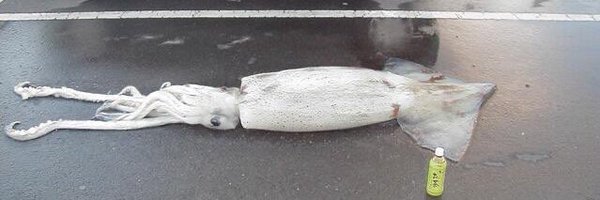 Squidplumber Profile Banner
