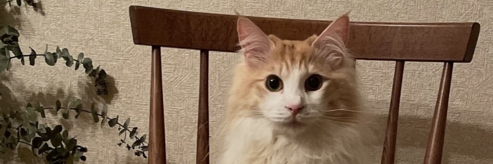 TOMOMIIIIXXXX's profile banner image