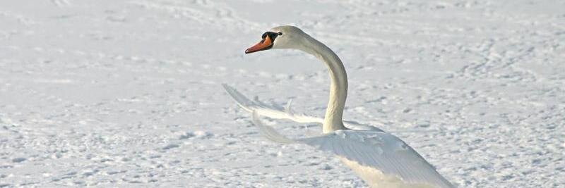 swanbeak's profile banner image