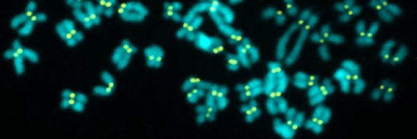 MusacchioLab Profile Banner