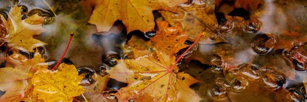 Counetail Profile Banner