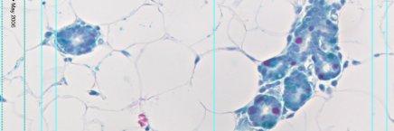 Eva Gonzalez-Suarez lab's banner