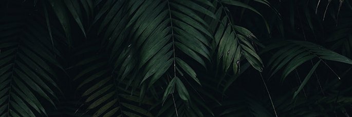 ALAhsaWayne's profile banner image