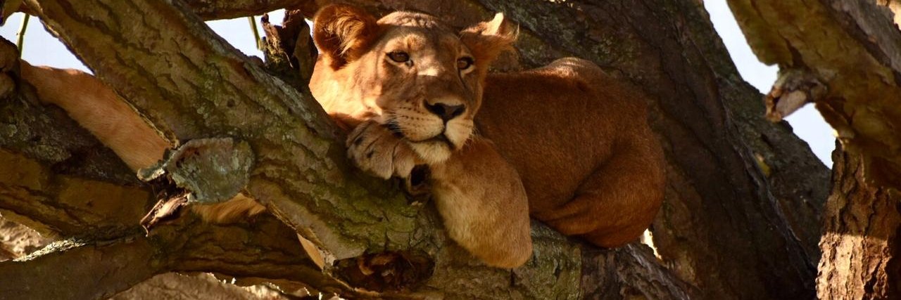 walmarksafaris's profile banner image