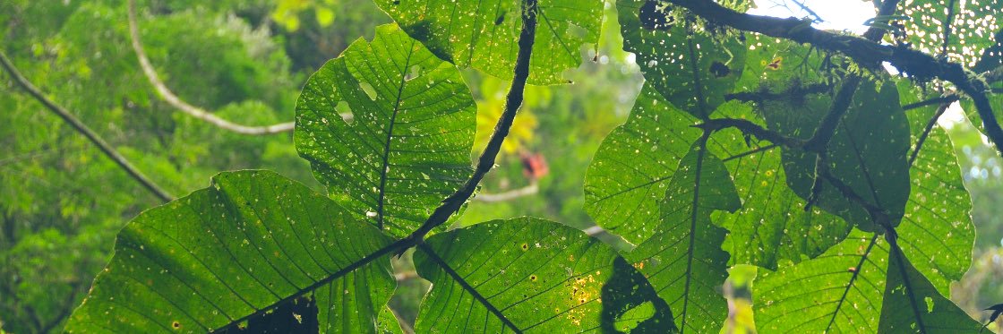 TBN Atlantic Rainforest banner