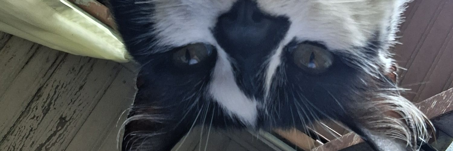 LHNlopes's profile banner image
