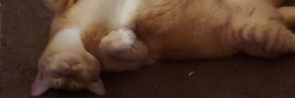 PatReardon11 Profile Banner