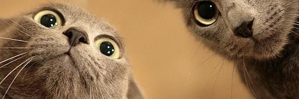 The Best Of Cats Profile Banner