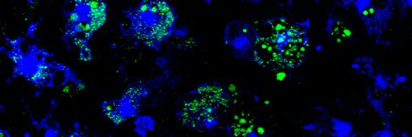 fernandes_lab Profile Banner
