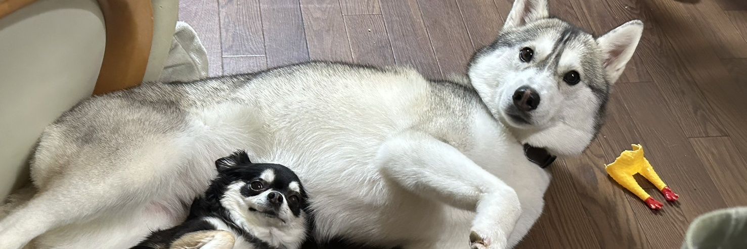 Huskytera's profile banner image