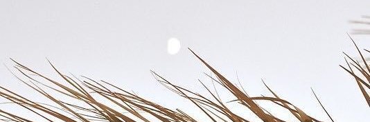 lily_970's profile banner image