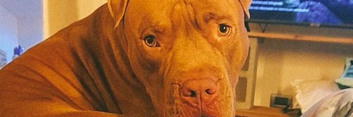 Nacho 🤙🏽 banner