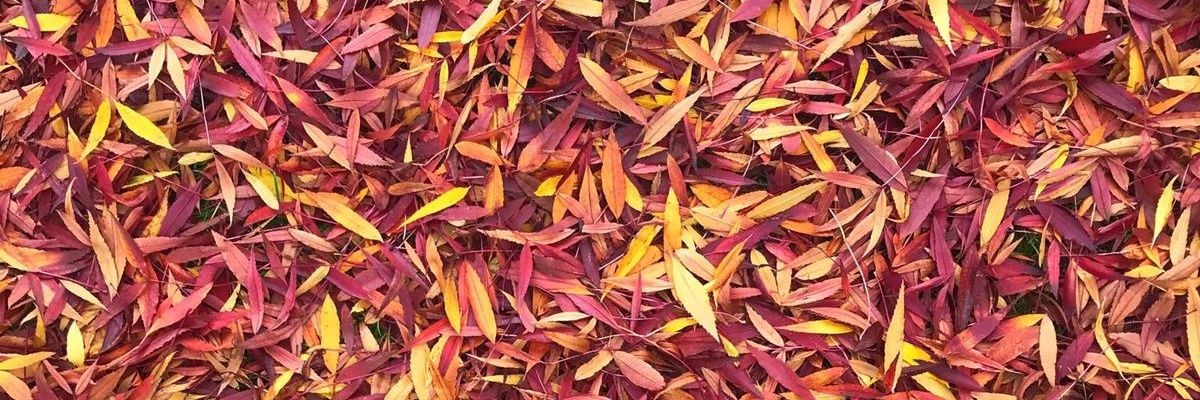 HavenGeo's profile banner image