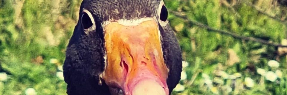 ElonMosk8's profile banner image