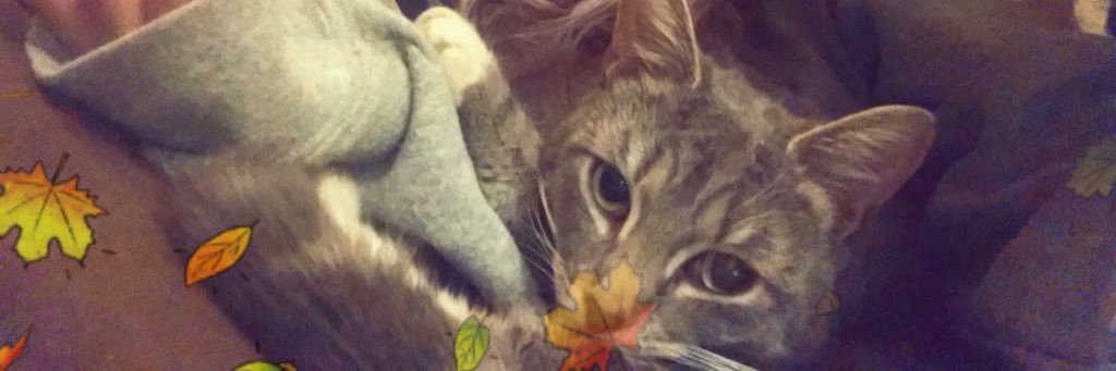 ✩♡ Fatty Babs ✩♡ banner