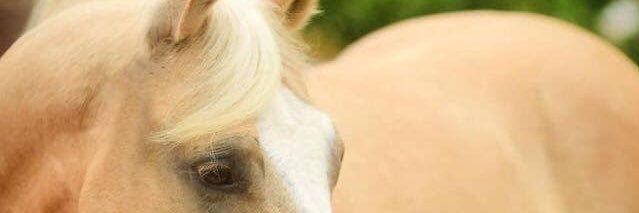 Pedro Rodriguez banner