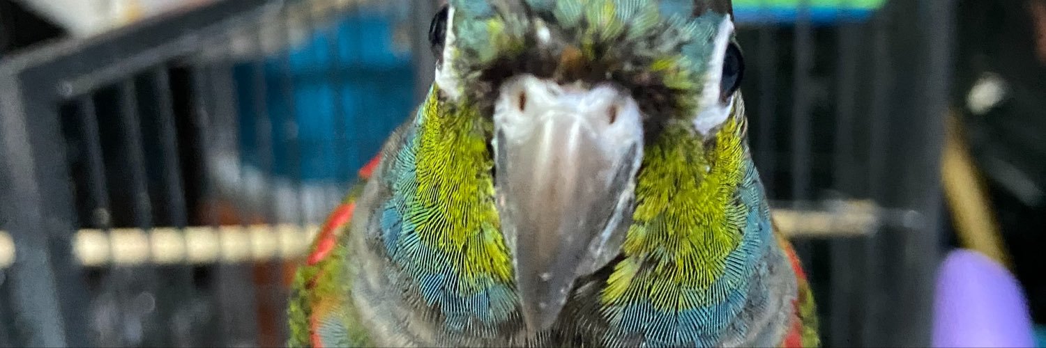 oporr2's profile banner image