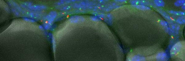 Hilgendorf_Lab Profile Banner
