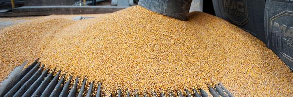 LACTupperville Profile Banner