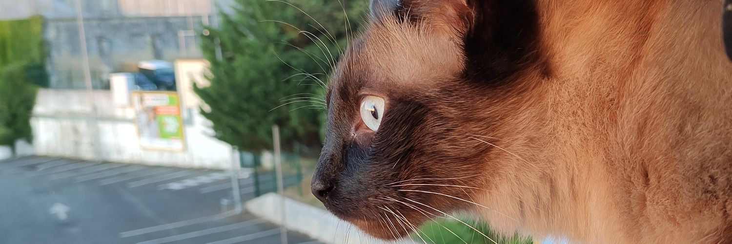 Elo_Elora's profile banner image