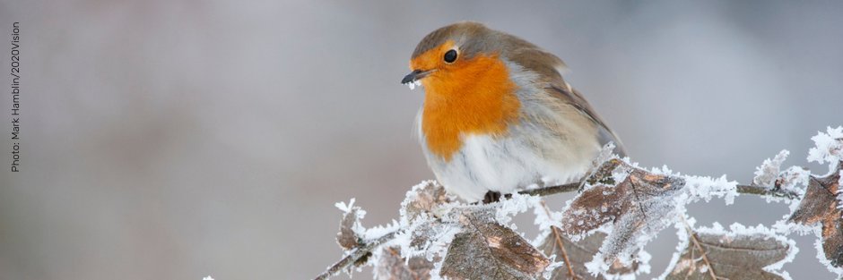 BBO Wildlife Trust banner