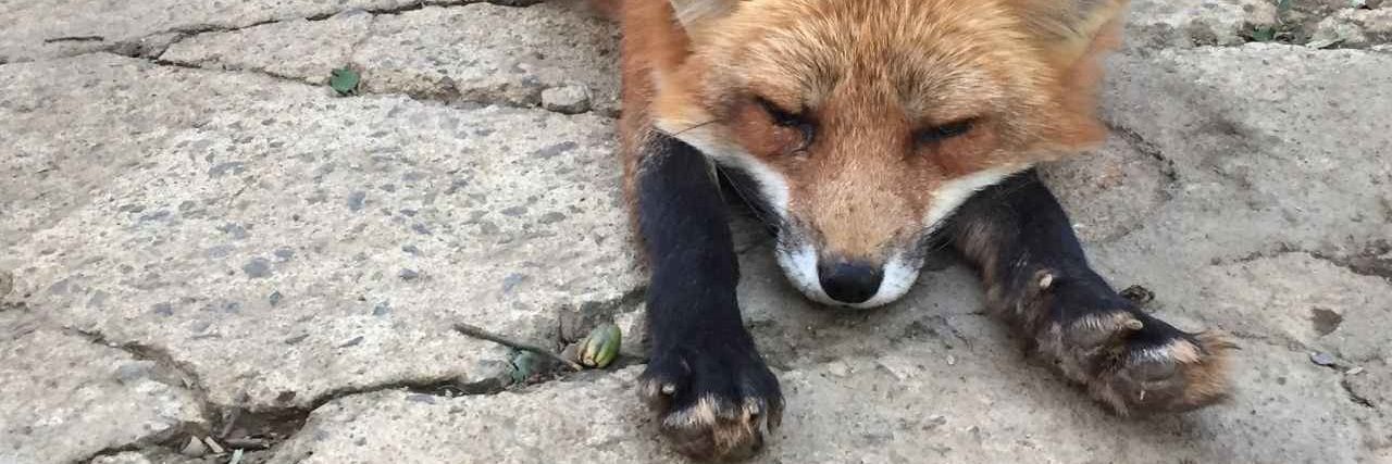 @vixelfoxx.bsky.social banner