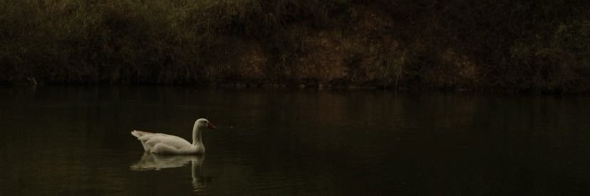 🖤 banner