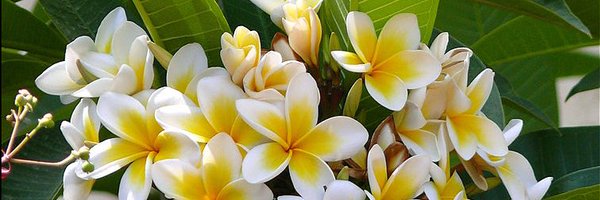 warrenjstanton Profile Banner