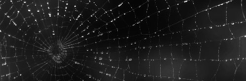 Tooty 🕸️ banner